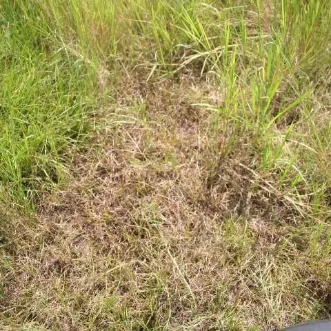 thumbnail for publication: Managing Bahiagrass in Bermudagrass, Stargrass, and Limpograss Pastures
